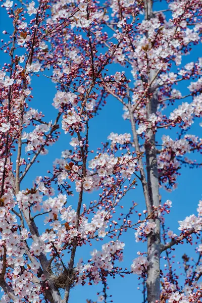 Гілки Квітучого Абрикосового Дерева Фоні Неба Ліцензійні Стокові Зображення