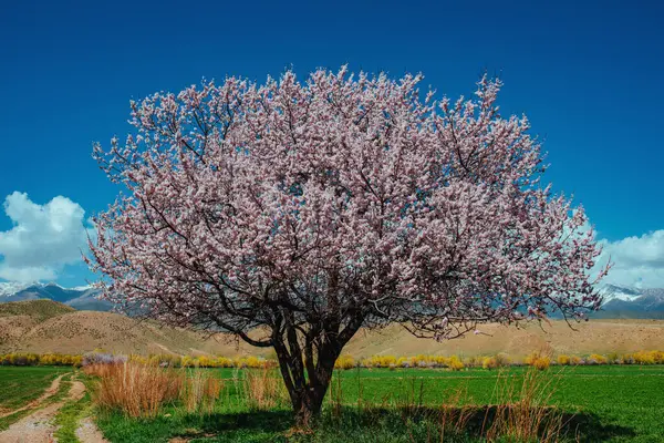 Blossoming Apricot Tree Picturesque Valley Springtime Stock Photo