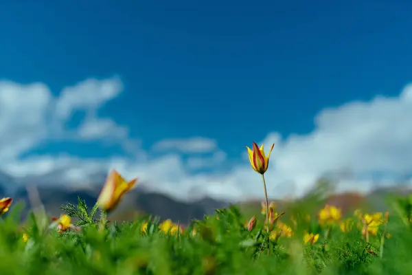 Field Wild Tulips Mountains Springtime Stock Picture
