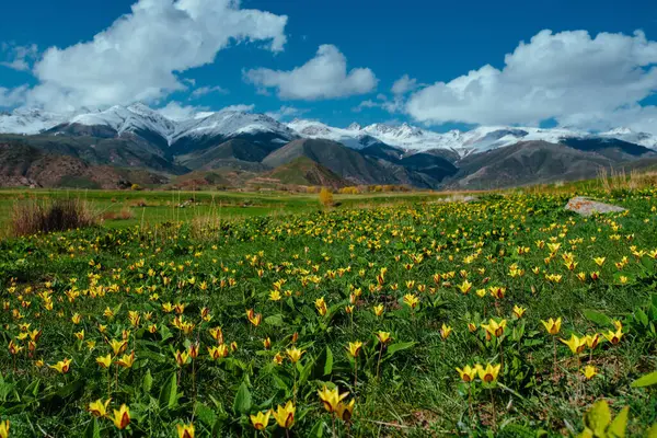 Поле Диких Желтых Тюльпанов Горах Весной Лицензионные Стоковые Изображения