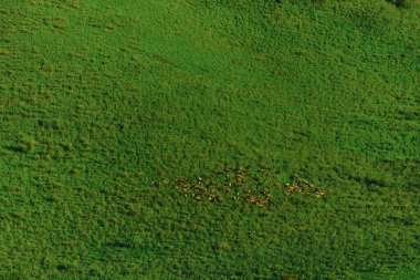 Yazın uzak yeşil tepede koyun sürüsü