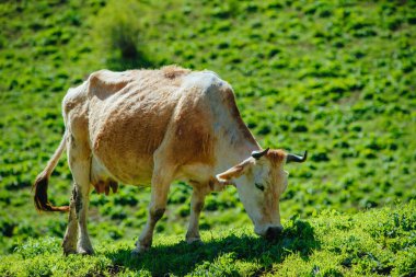 Yaz günü çayırdaki inek.