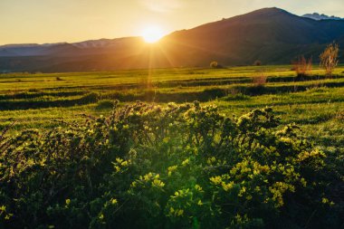 Yeşil çayır üzerinde gün batımı ışığı olan resimli dağ manzarası