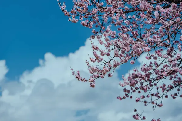 stock image Branches of blossoming apricot tree on sky background