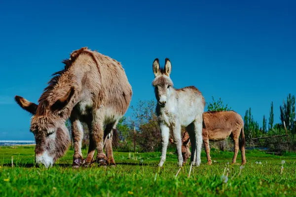 Eşek ailesi yaz otlaklarında otluyor.