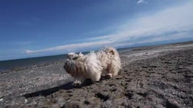 Shih tzu köpeği gölde ağır çekimde yürüyor.