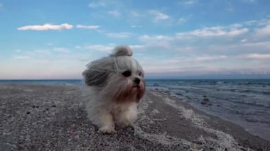 Shih tzu köpeği gölde ağır çekimde yürüyor.