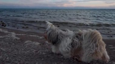 Shih tzu köpeği gölde ağır çekimde yürüyor.