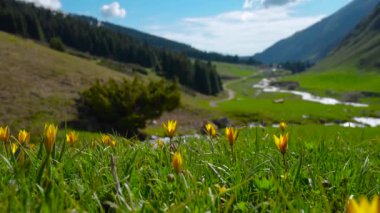 Sarı yaban laleleri baharda dağlarda