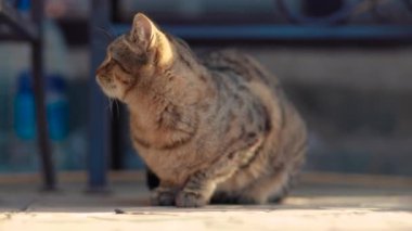 Yaz günü evin yanında oturan kedi.