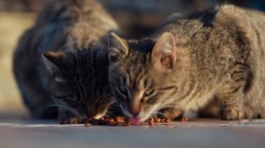 İki kedi yaz günü evin yakınından yemek yiyor.