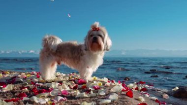 Shih Tzu köpeği, düşen gül yapraklarıyla dağ gölünün kıyısında duruyor, ağır çekim.