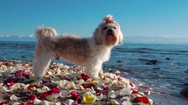 Shih Tzu köpeği dağ gölünün kıyısında duruyor gül yapraklarıyla, ağır çekimde