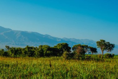 Yaz yeşili çayır ve dağ manzarası