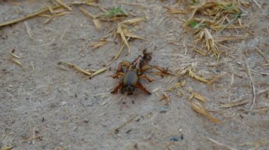 Ölü çekirge böceği ve karınca makrosu.