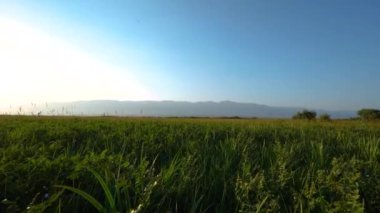 Kırgızistan 'da yaz çayırlarında yürüyorum.