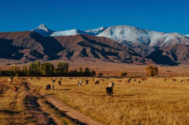 İnekler sonbaharda bir dağ otlaklarında otlarlar.