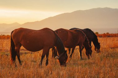 Sonbahar tarlasında gün batımının ılık ışığında otlayan atlar.