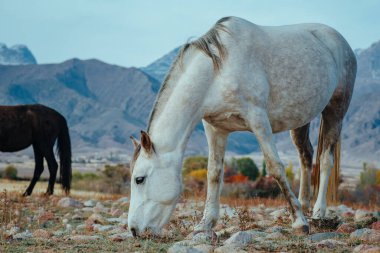 Dağlarda otlayan güzel beyaz at.