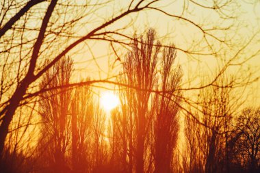 Gün batımında ağaçlar olan kışın soyut manzarası