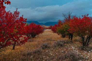 Arka planda kırmızı ağaçlar ve dağlar olan sonbahar vadisi