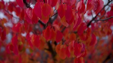 Sonbaharda kırmızı yapraklı ağaç dalı