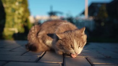 Yaz günü asfaltta sosis yiyen sevimli kedi.