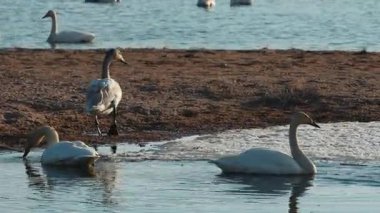Issyk-kul Gölü kıyısındaki kuğular bahar günü, Kırgızistan