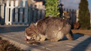 Yaz günü asfaltta sosis yiyen sevimli kedi.