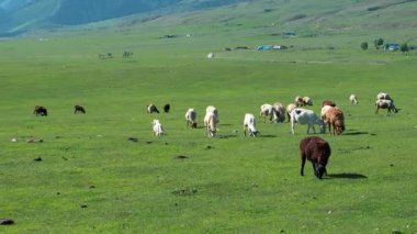 Yaz günü dağlarda yeşil otlaktaki koyun sürüsü