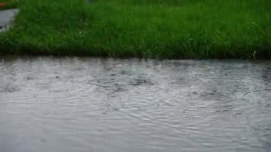 Yağmurlu hava, su damlaları ve yeşil çimlerle dolu su birikintisi