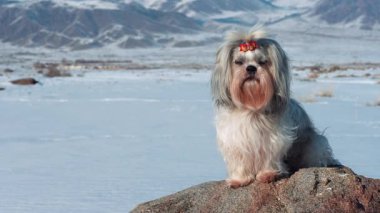 Şirin shih-tzu köpeği kış günü dağlarda kayaların üzerinde oturuyor.