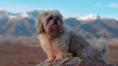 Shih tzu köpeği dağların arka planında taşın üzerinde oturuyor.