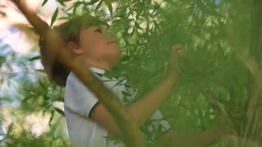 Ağaçta oynayan sevimli çocuğun portresi.