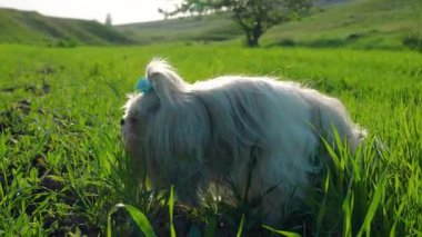 Şirin shih-tzu köpeği çayırda yürüyor ve ot yiyor.