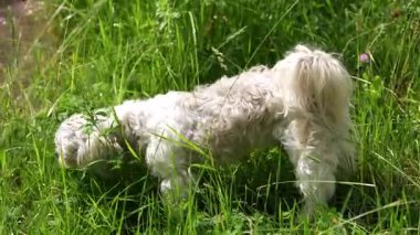 Shih-tzu köpeği çayırda yürüyor ve ot yiyor.