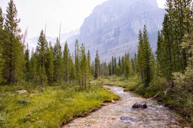 Dağ Nehri Spruce Ormanı 'nın ortasında akar, Kanada Kayalıkları, Alberta, Kanada, Güzel Manzara