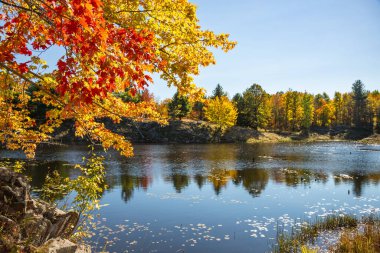 Akçaağaç dalları ve canlı sonbahar renk yaprakları, Lake Water Mirror Surface 'in üzerinde asılı Rocky Brinks, Parlak Mavi Gökyüzü Güneşli Günü, Frontenac Park, Ontario, Kanada