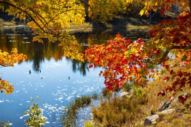 Akçaağaç dalları ve canlı sonbahar renk yaprakları, Lake Water Mirror Surface 'in üzerinde asılı Rocky Brinks, Parlak Mavi Gökyüzü Güneşli Günü, Frontenac Park, Ontario, Kanada