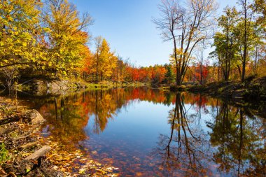 Parlak Sonbahar Ağacı Yaprak Renkleri Göl Ayna Yüzeyi 'ne yansıyor Marsh Alanlarıyla, Mavi Gökyüzü Güneşli Günü, Frontenac Park, Ontario, Kanada