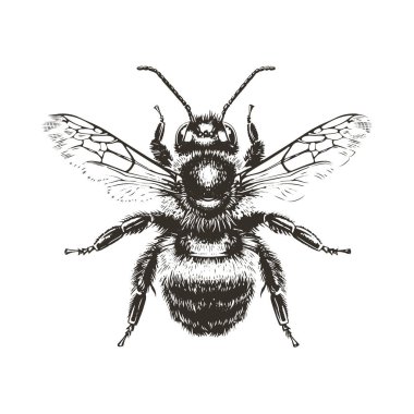 Ayrıntılı siyah-beyaz arı vektörü izole edildi. Parmak izi, giysi ve amblem için mükemmel. Yüksek kontrastlı grunge tarzı. Vahşi yırtıcı grafiği ham gücü ve tehlikeyi yakalar.