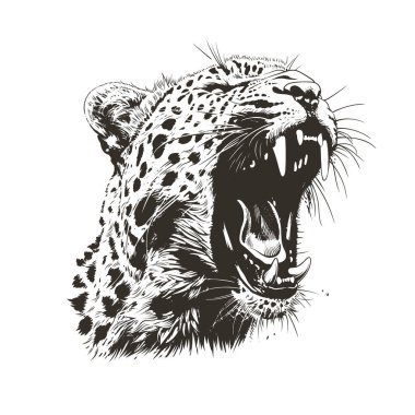 Kükreyen jaguar kafasının ayrıntılı siyah beyaz vektörü izole edildi. Parmak izi, giysi ve amblem için mükemmel. Yüksek kontrastlı grunge tarzı. Vahşi yırtıcı grafiği ham gücü ve tehlikeyi yakalar.
