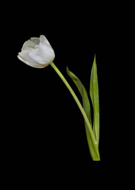 Image of a beautiful blooming white tulip flower on a black background