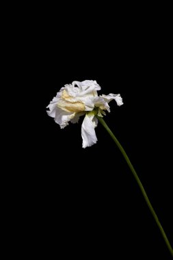 image of dry withered white flower on black background