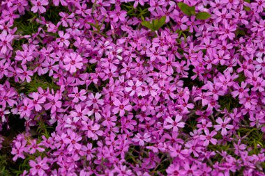 Phlox subulata Marjorie 'den sebze arkaplanı resmi