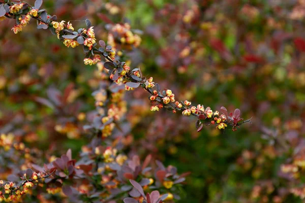 Image Plant Background Blooming Twig Barberry Bagatelle — Stock Photo, Image