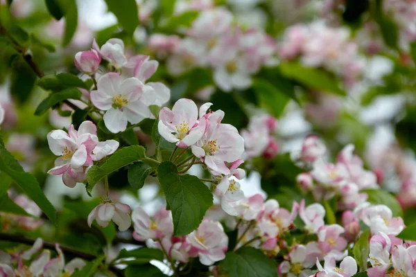Obraz Naturalny Tło Gałęzie Kwitnącego Jabłoni — Zdjęcie stockowe