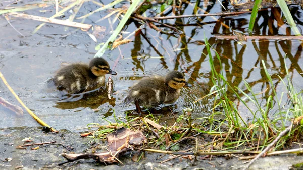 Image Two Wild Little Ducklings River Shore — Stock Photo, Image