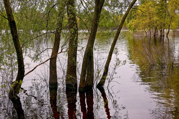 Büyük Bir Nehrin Dökülmesinden Sonra Sudaki Ağaçların Manzarası — Stok fotoğraf