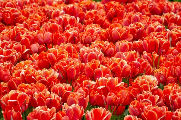 Obraz Naturalne Tło Czerwone Kwitnące Tulipany — Zdjęcie stockowe